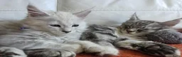 Maine Coon cats for sale: TICA REGISTERED GORGEOUS MAINE COONKITTENS - Advert 25