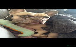 French Bulldog dogs for sale: Little Nala Bear looking for her New home  - Image 3
