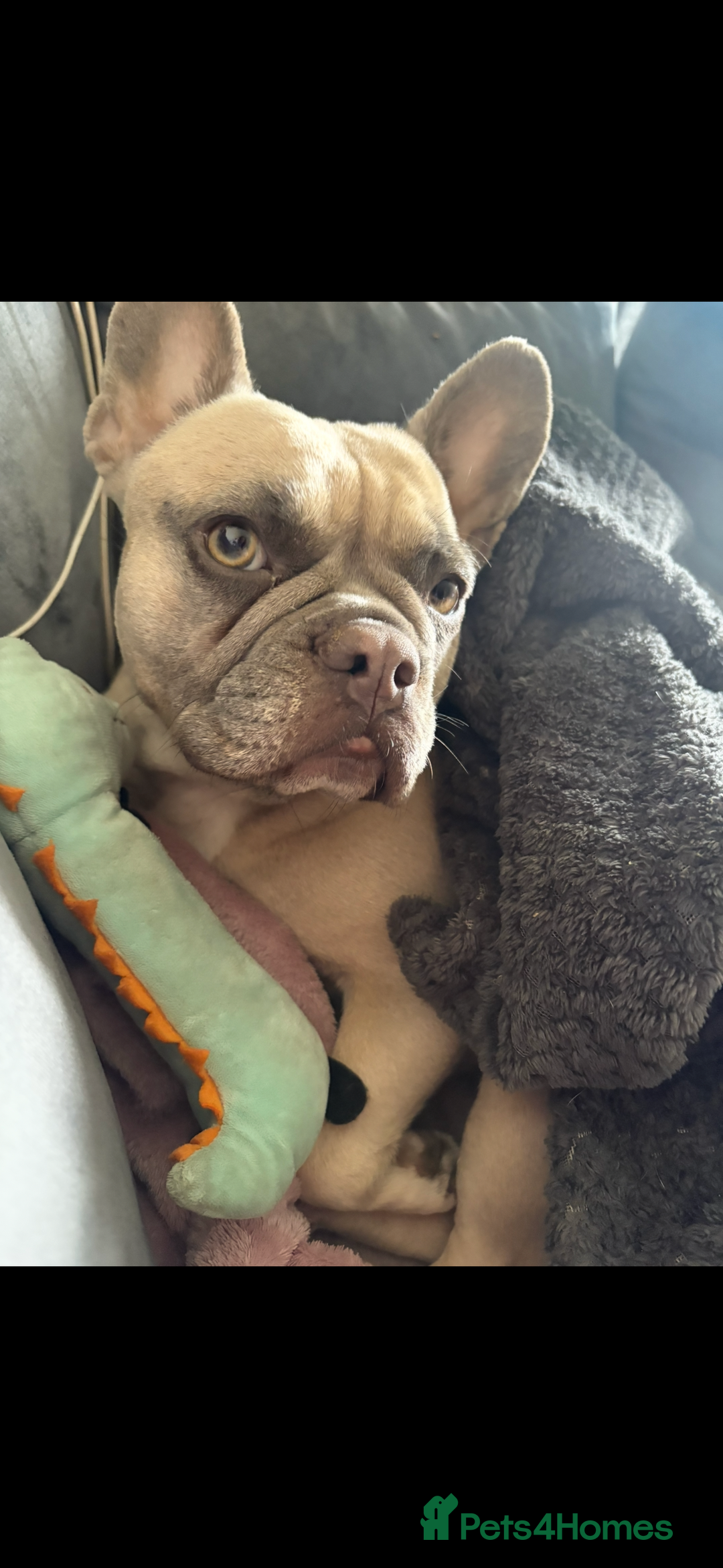 French Bulldog dogs for sale: Little Nala Bear looking for her New home  - Image 3