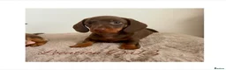 Miniature Dachshund dogs for sale: 4 True miniature dachshund boys  - Advert 7