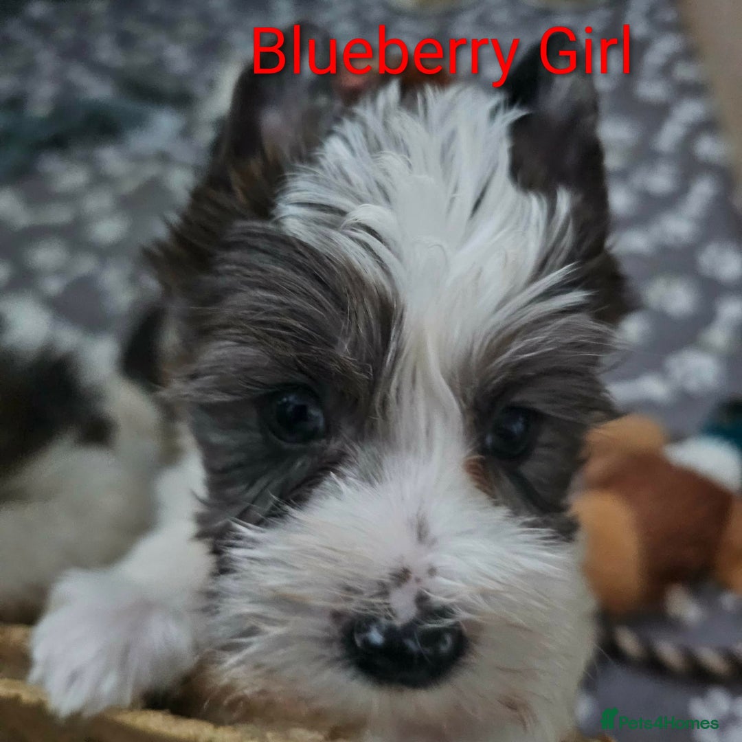 Yorkshire Terrier dogs for sale: 4 Adorable Yorkshire terrier pups  - Advert 16