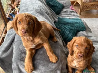 Cocker Spaniel dogs Two adorable Kc reg boys looking for new homes - Advert 1