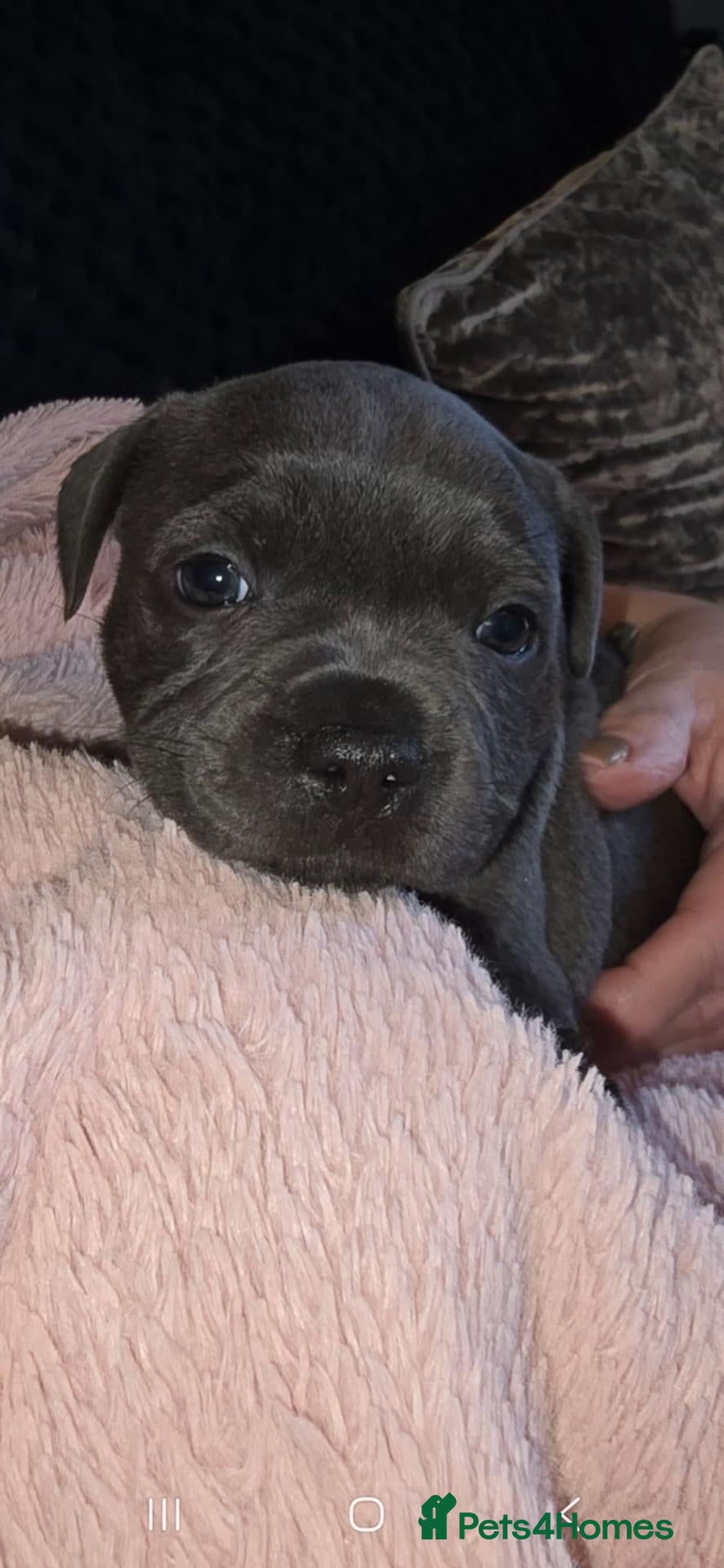 Staffordshire Bull Terrier dogs Blue Staffy Puppies 💗 LAST GIRL Available 💗 - Advert 2