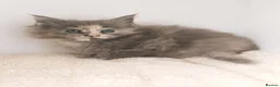 Maine Coon cats for sale: XXL Maine coon kittens + DNA health tested - Advert 28