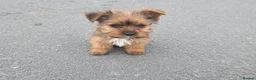 Yorkshire Terrier dogs for sale: Yorkshire terrier puppies  in Woodford Green - Advert 4