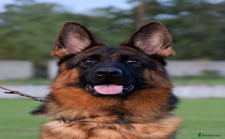 German Shepherd dogs - Advert 1