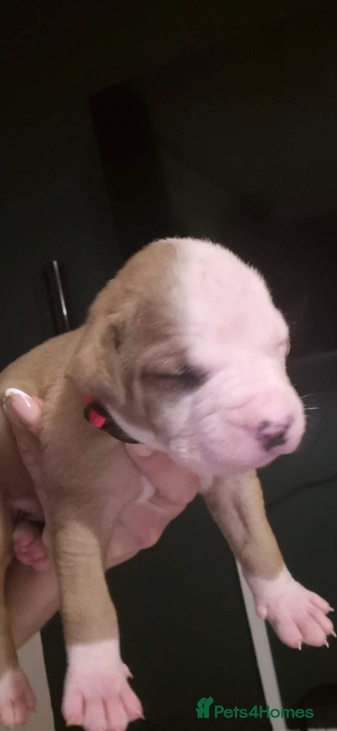 American Bulldog dogs for sale: AMERICAN BULLDOGS PURE BREEDS  - Advert 7