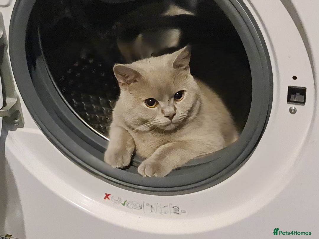 British Shorthair cats for sale: ❤️ British Shorthair kittens Stunning COLOURS 💙  - Image 4