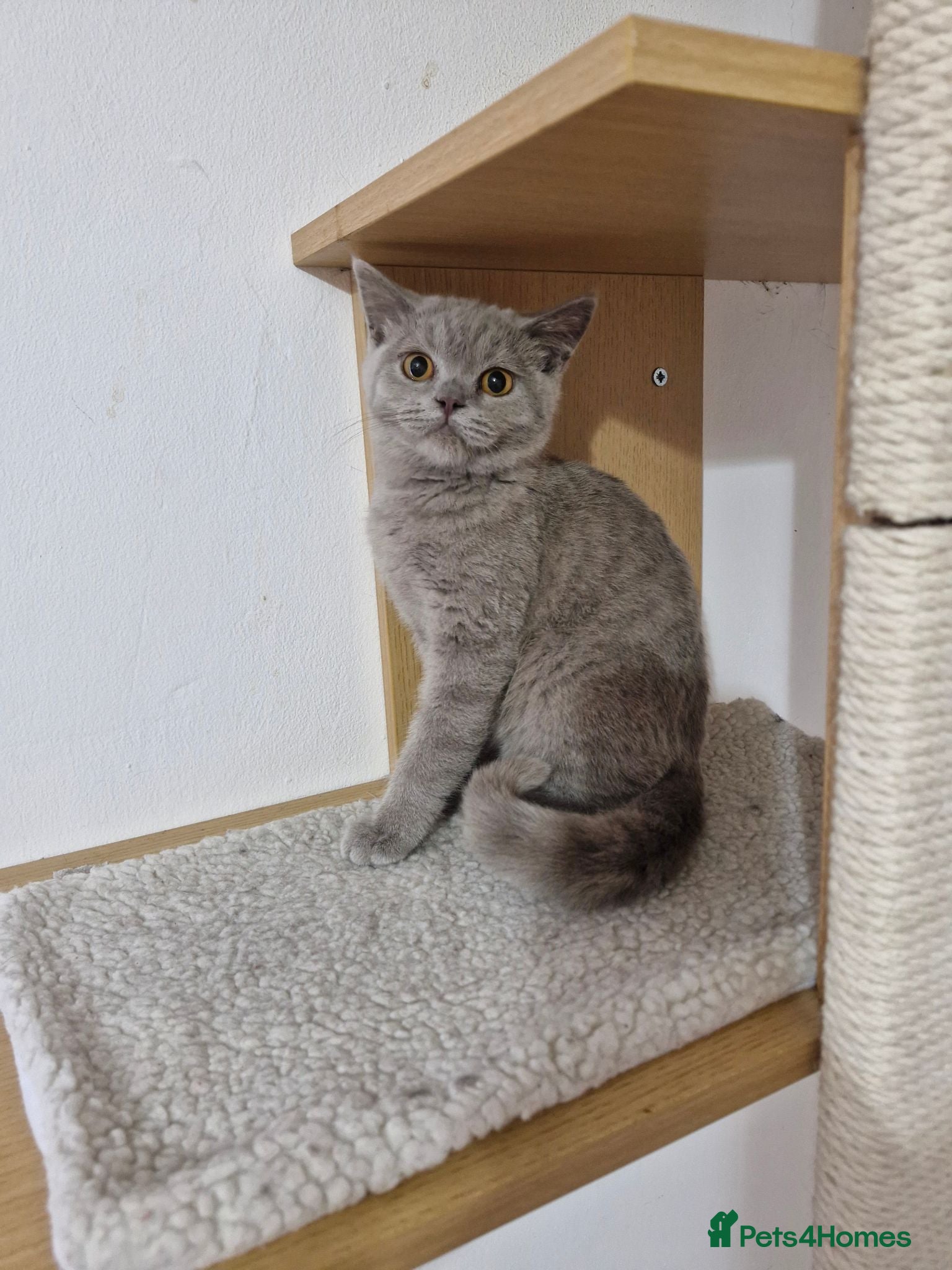 British Shorthair cats British Shorthair Kittens  - Advert 12