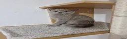 British Shorthair cats for sale: British Shorthair Kittens  - Advert 1