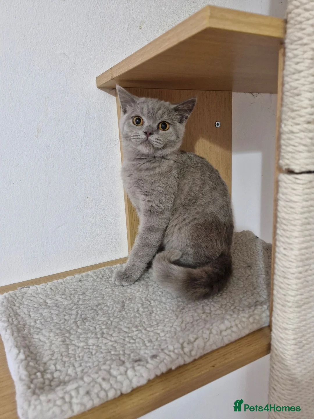 British Shorthair cats for sale: British Shorthair Kittens  - Advert 1