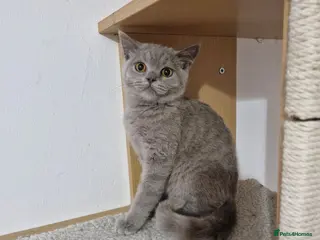 British Shorthair cats British Shorthair Kittens - Advert 12