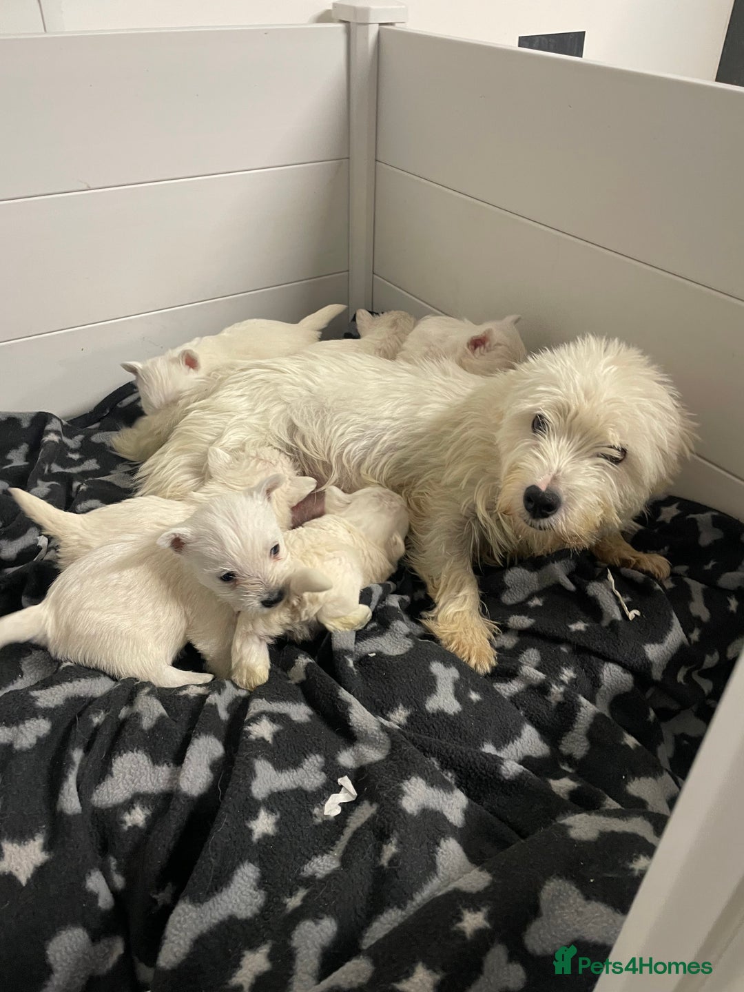 West Highland Terrier dogs for sale: Beautiful west highland puppies - Advert 13