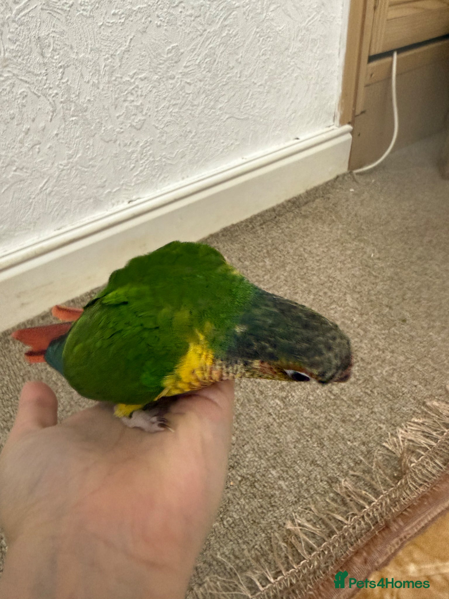 Conures birds 9 weeks old hand reared and super tamed baby  - Advert 5