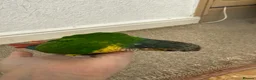 Conures birds for sale: 9 weeks old hand reared and super tamed baby  - Advert 1