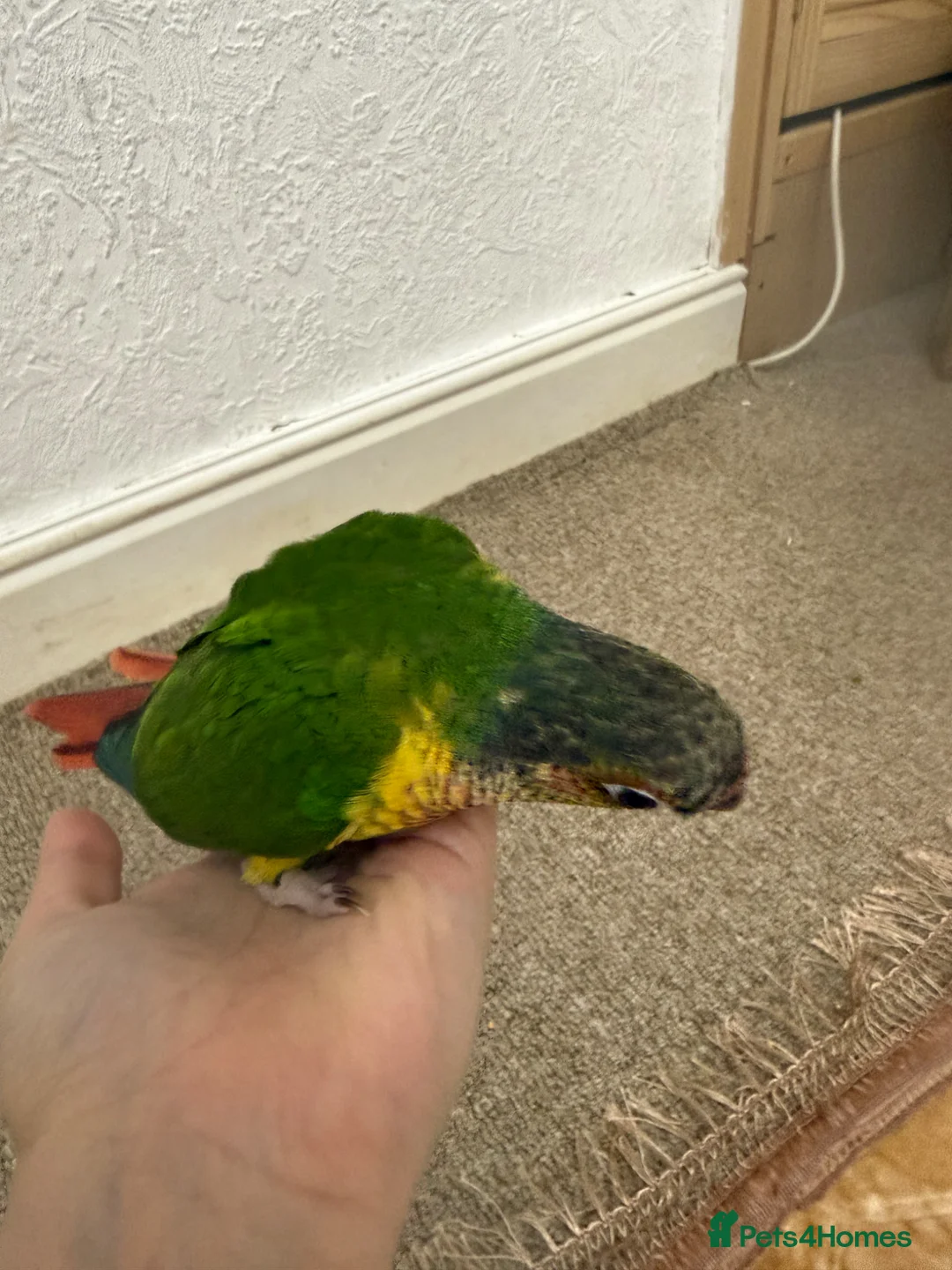 Conures birds for sale: 9 weeks old hand reared and super tamed baby  - Advert 1
