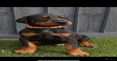Dobermann dogs - Advert 2