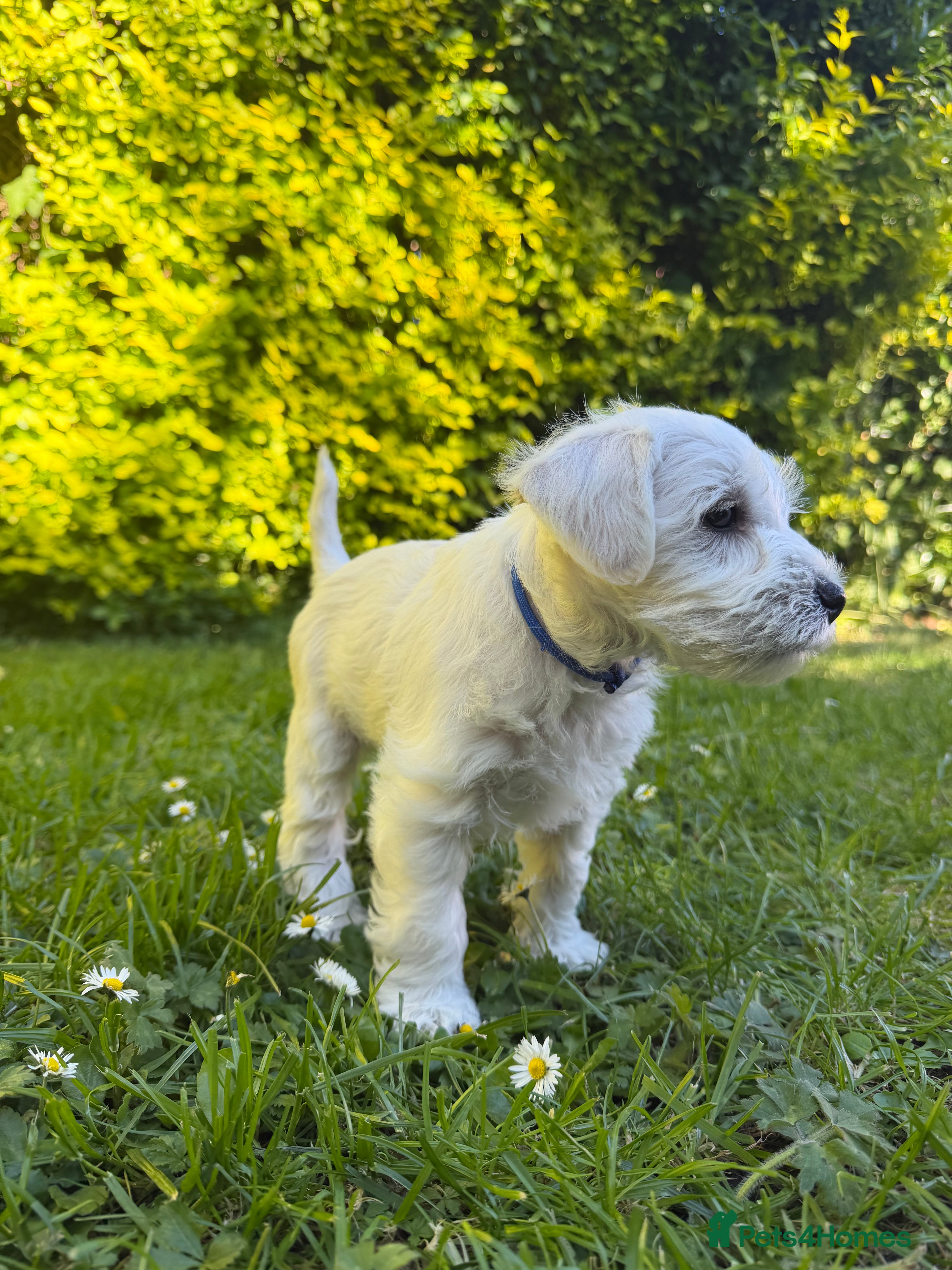 Miniature Schnauzer dogs for sale: Available: 🐾 3 Girls 🐾 2 Boys - Advert 16