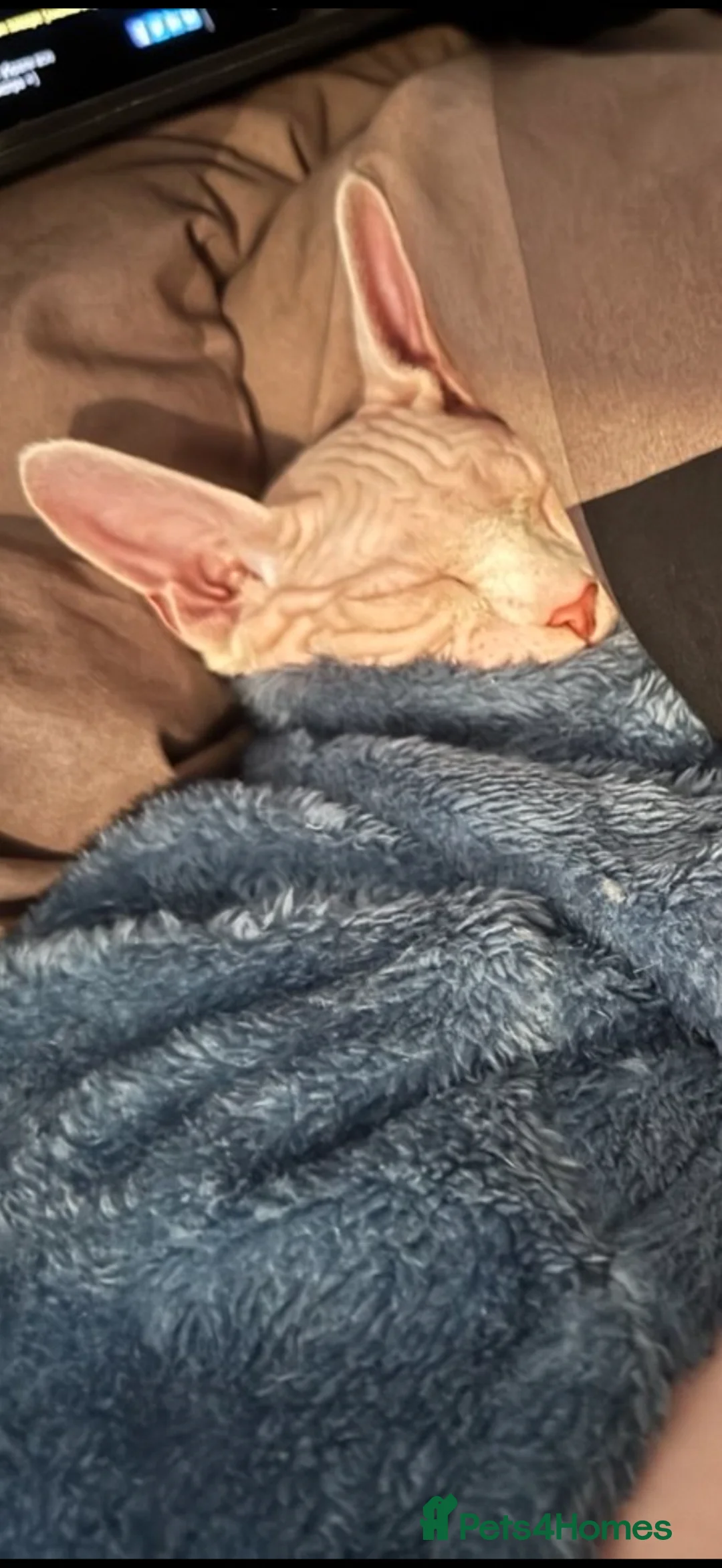 Sphynx cats for sale: Urgent Rehoming Canadian Sphynx  - Advert 9