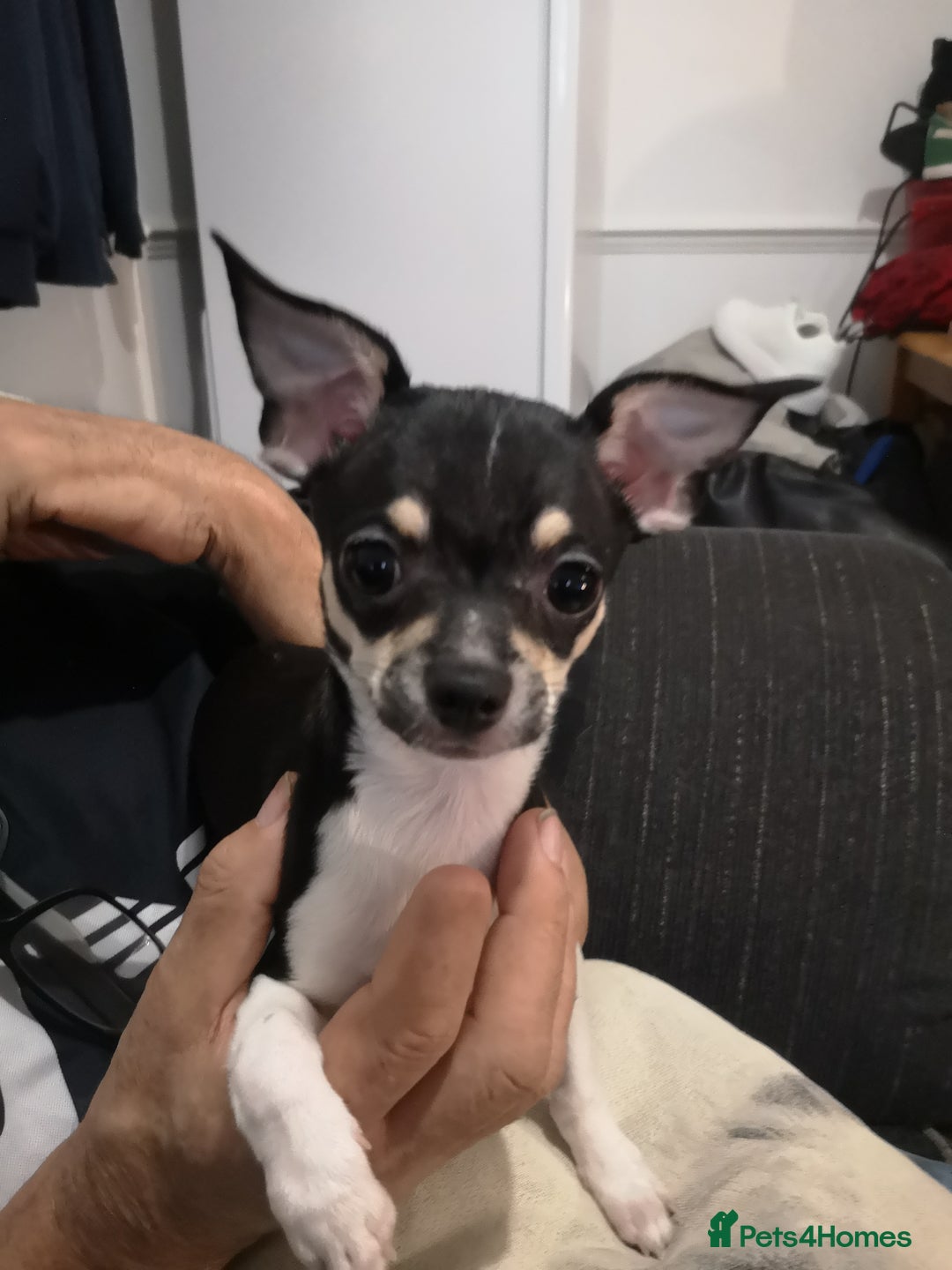 Chihuahua dogs for sale: Gorgeous tiny chibuahuas - Image 25