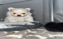 Pomeranian dogs for sale: Pomeranian pups🩵🩷 - Image 7