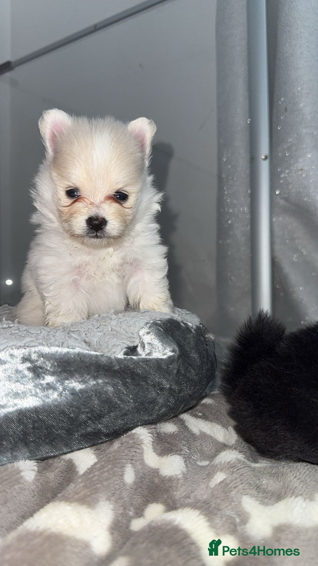 Pomeranian dogs for sale: Pomeranian pups🩵🩷 - Image 7
