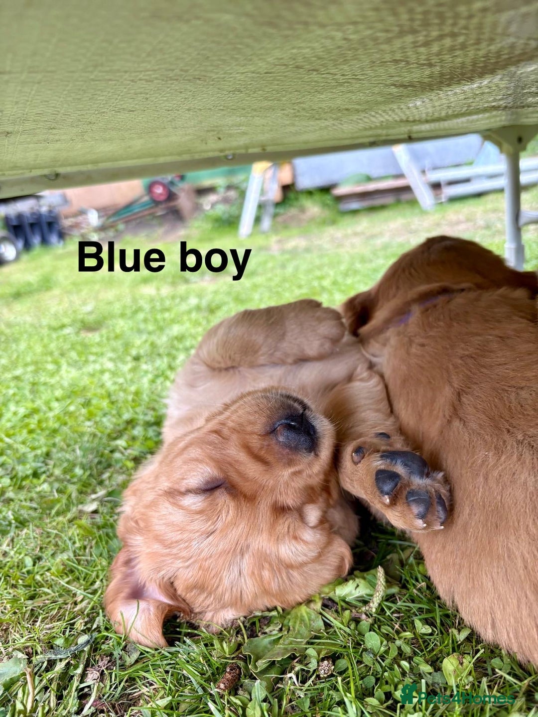 Golden Retriever dogs for sale: Beautiful litter of KC reg Golden Retriever pups  - Image 8