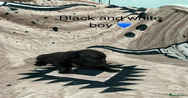 French Bulldog dogs - Advert 4