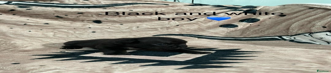 French Bulldog Puppy 4