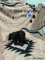 French Bulldog dogs - Advert 4