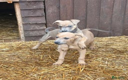 Mixed Breed dogs for sale: Puppies  - Image 3