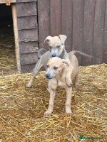 Mixed Breed dogs - Advert 4
