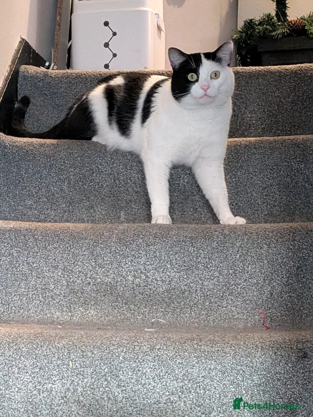 Mixed Breed cats for sale: Cat for sale - Advert 2