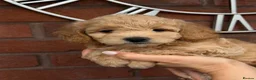 Cavapoochon dogs for sale: Lovely puppies looking for good home  - Advert 24