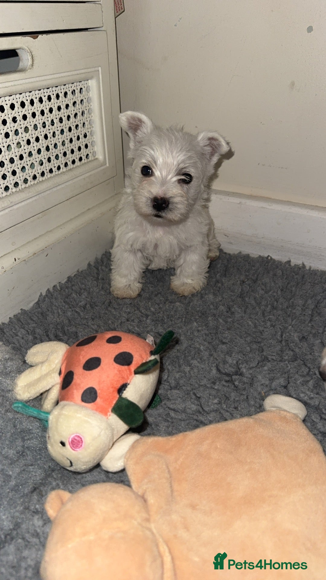 West Highland Terrier dogs West highland terrier.. Ready 18th sept, 1 LEFT. - Advert 1