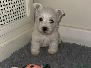 West Highland Terrier dogs West highland terrier.. Ready 18th sept, 1 LEFT. - Advert 1