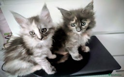 Maine Coon cats for sale: Main Coon kittens for sale  - Advert 13