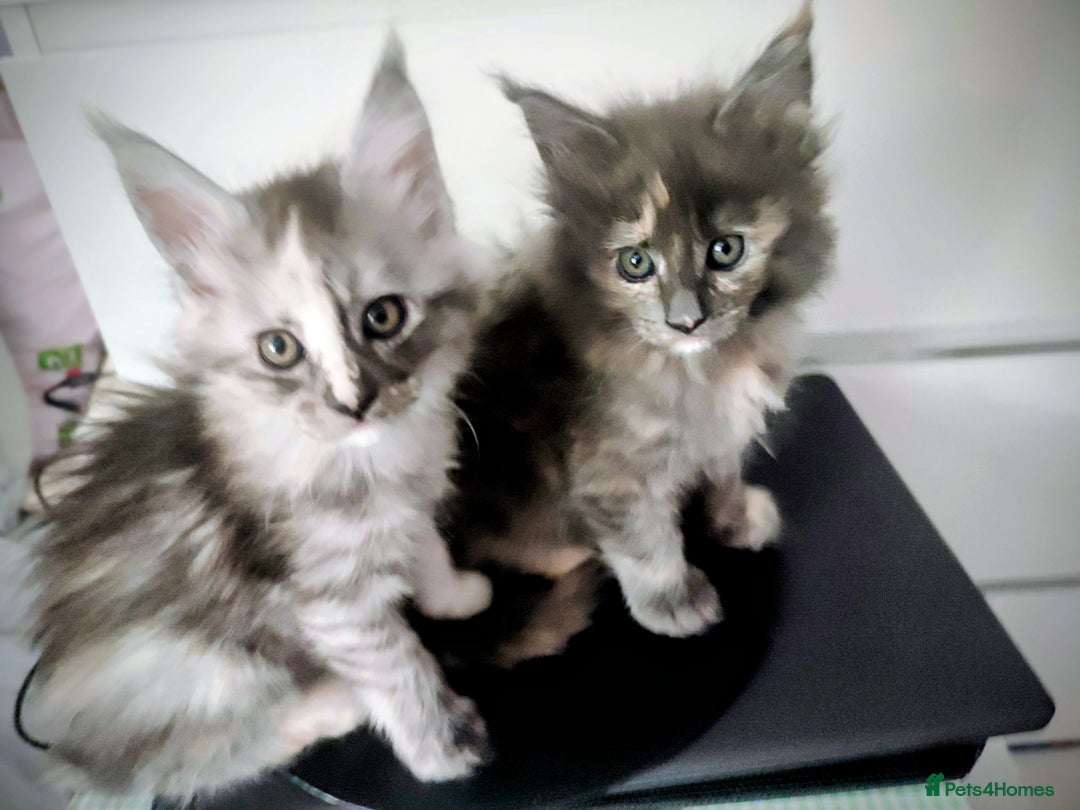 Maine Coon cats for sale: Main Coon kittens for sale  - Advert 13