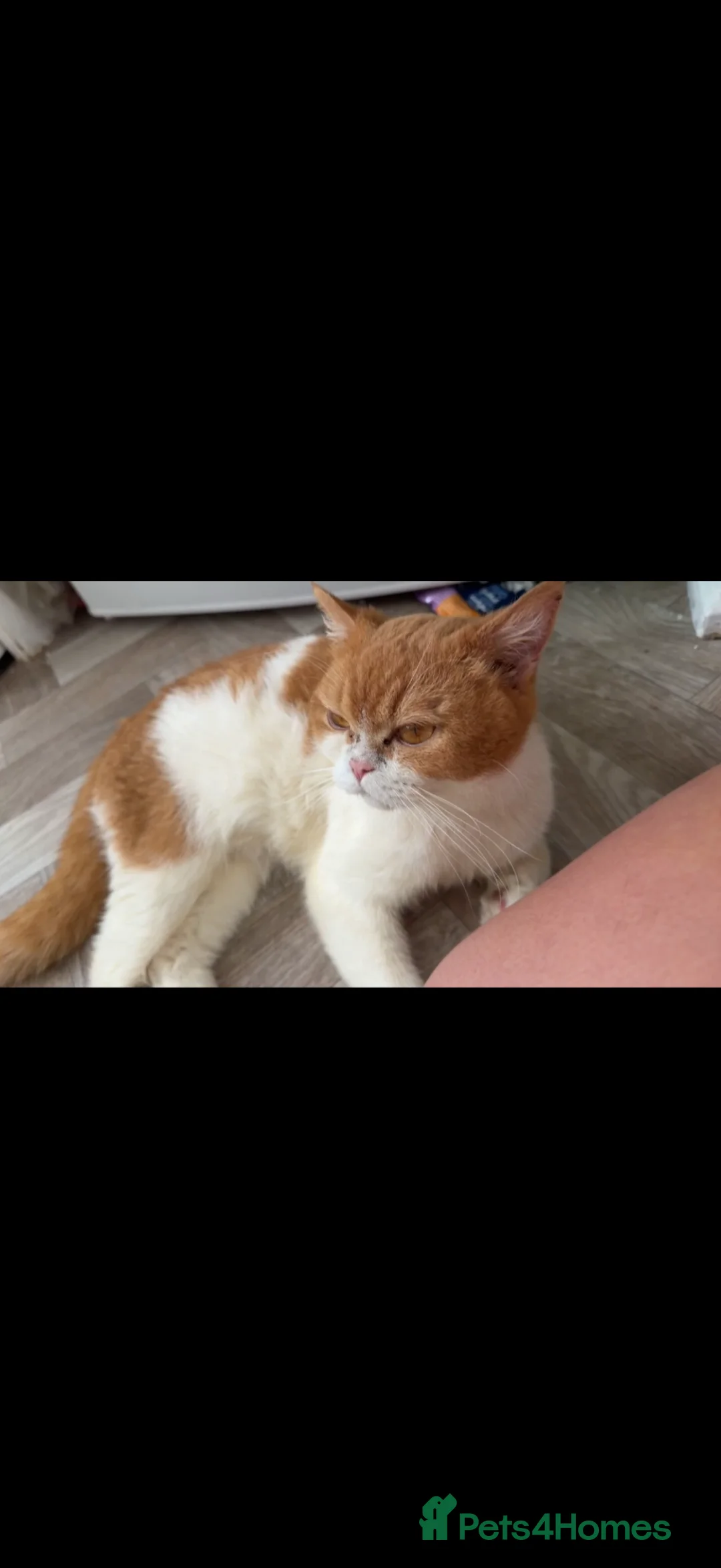 British Shorthair cats for sale: British short hair  - Advert 1
