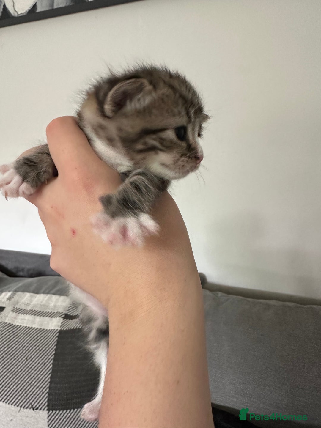 Mixed Breed cats for sale: Beautiful kittens  - Image 21