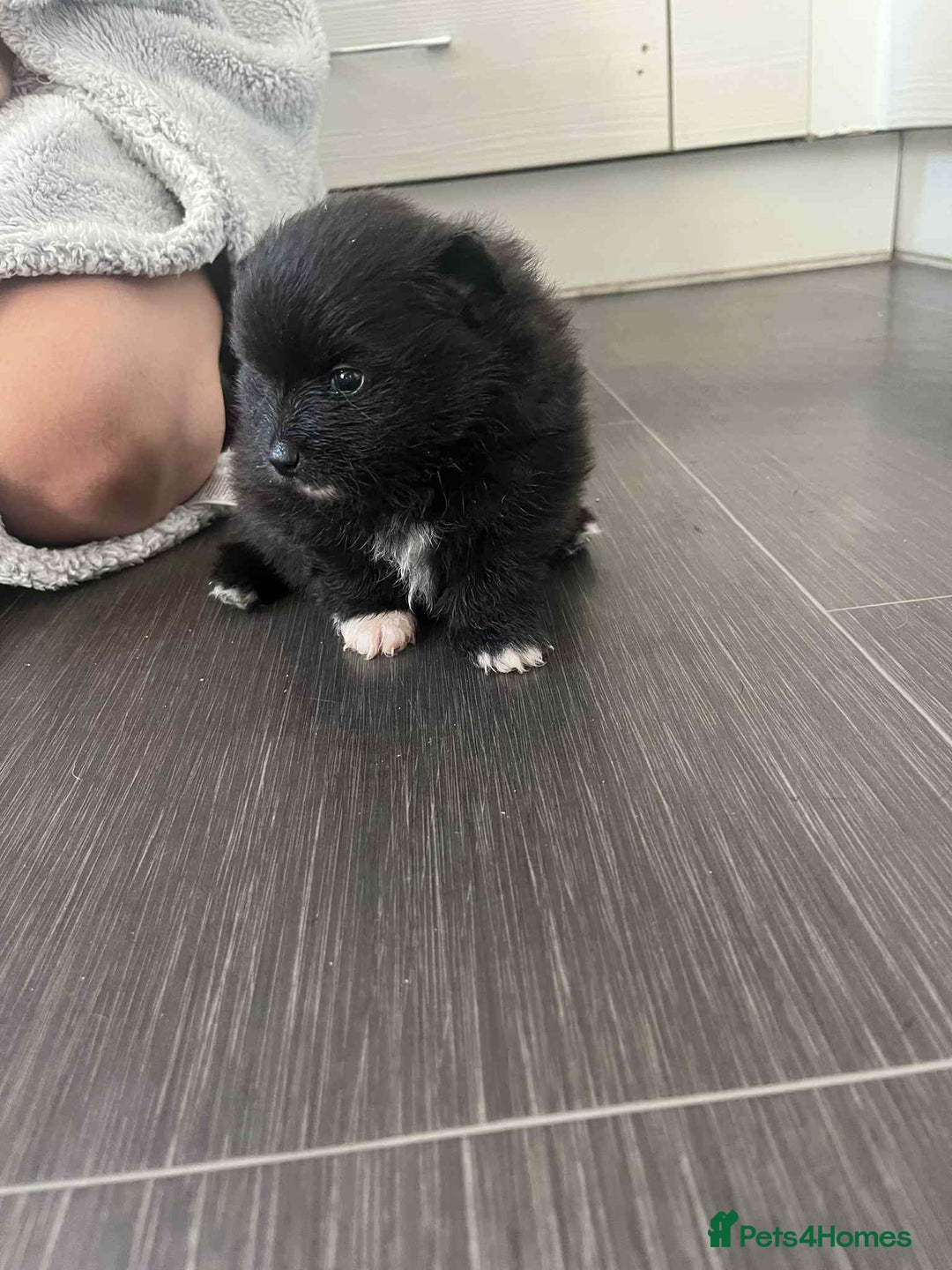 Mixed Breed dogs for sale: Pomspitz super fluffy babies  - Image 5