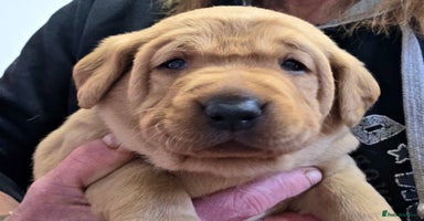 Labrador Retriever dogs Beautiful KC Fox Red Labradors  - Advert 14