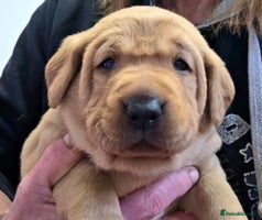 Labrador Retriever dogs Beautiful KC Fox Red Labradors - Advert 14