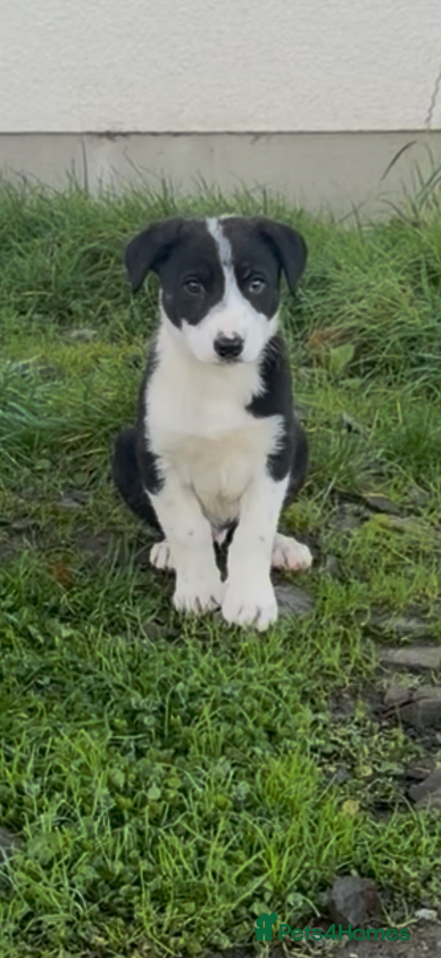 Border Collie dogs Border collie boy - Advert 2
