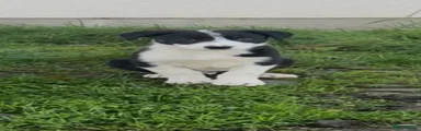 Border Collie 1