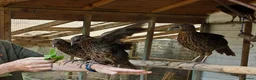 Mixed Breed birds for sale: Temminck's Tragopans Males and Females pheasant - Advert 9