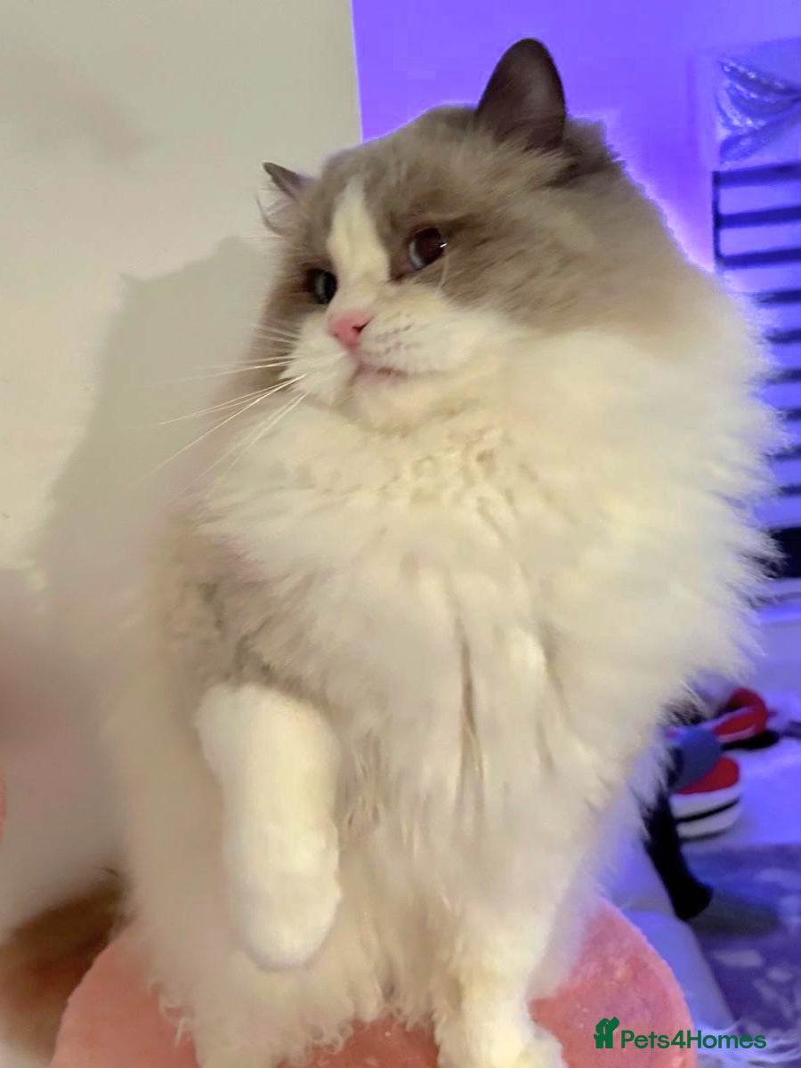 Ragdoll cats Ragdoll stud - Advert 1