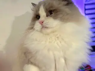 Ragdoll cats Ragdoll stud - Advert 1