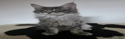 Maine Coon cats for sale: One beautiful silver Maine Coon kitten boy - Advert 2