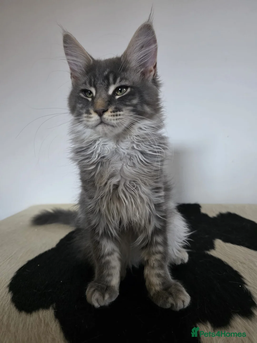 Maine Coon cats for sale: One beautiful silver Maine Coon kitten boy - Advert 2